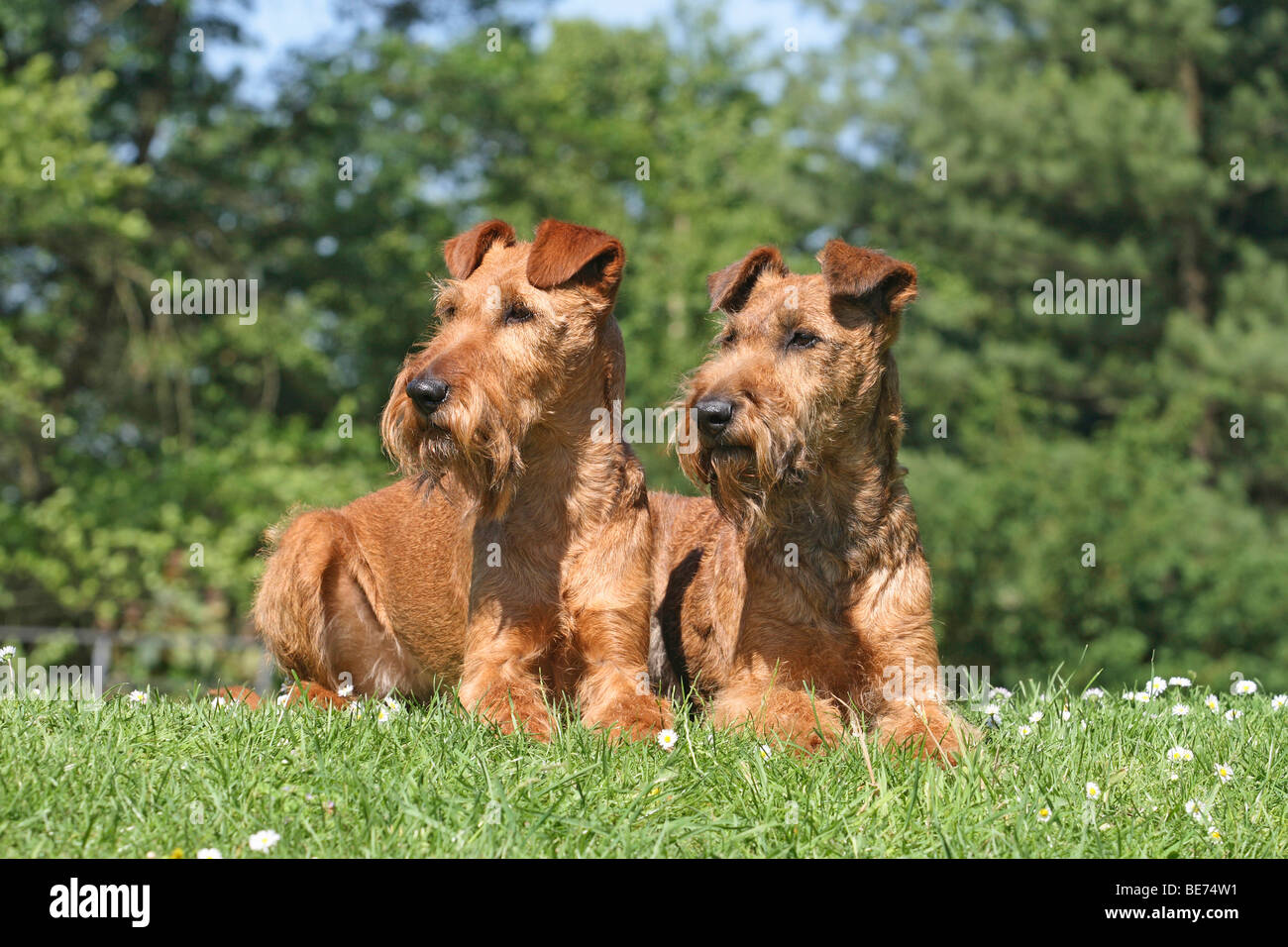 Zwei Irish Terrier, die nebeneinander auf einer Wiese liegend Stockfoto
