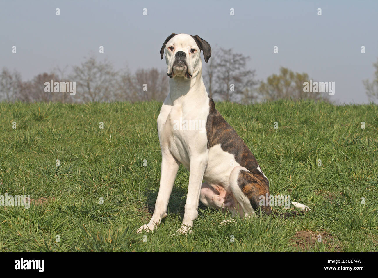 Deutscher Boxer, 8 Monate, sitzt auf einer Wiese Stockfoto