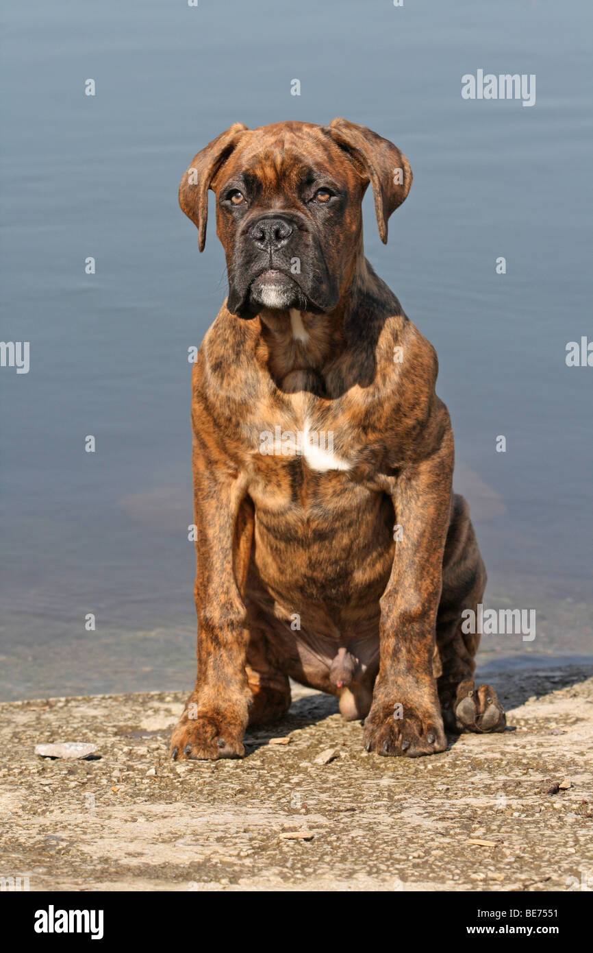Deutscher Boxer, 4 Monate, sitzt am See Stockfoto