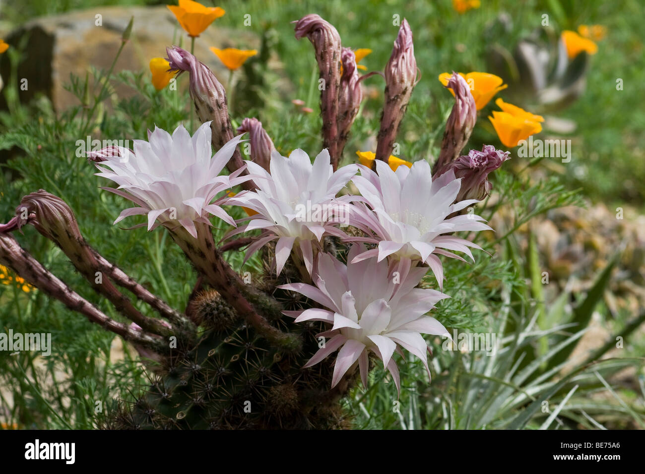 Blüten auf einem Seeigel Kaktus (Echinopsis Tubiflora) Stockfoto