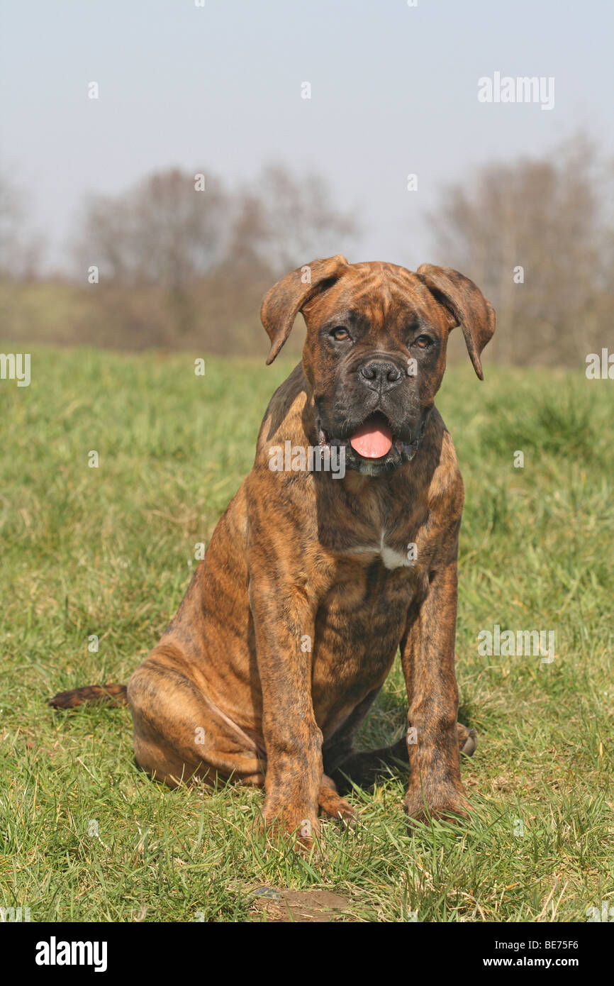 Deutscher Boxer, 4 Monate, sitzt auf einer Wiese Stockfoto