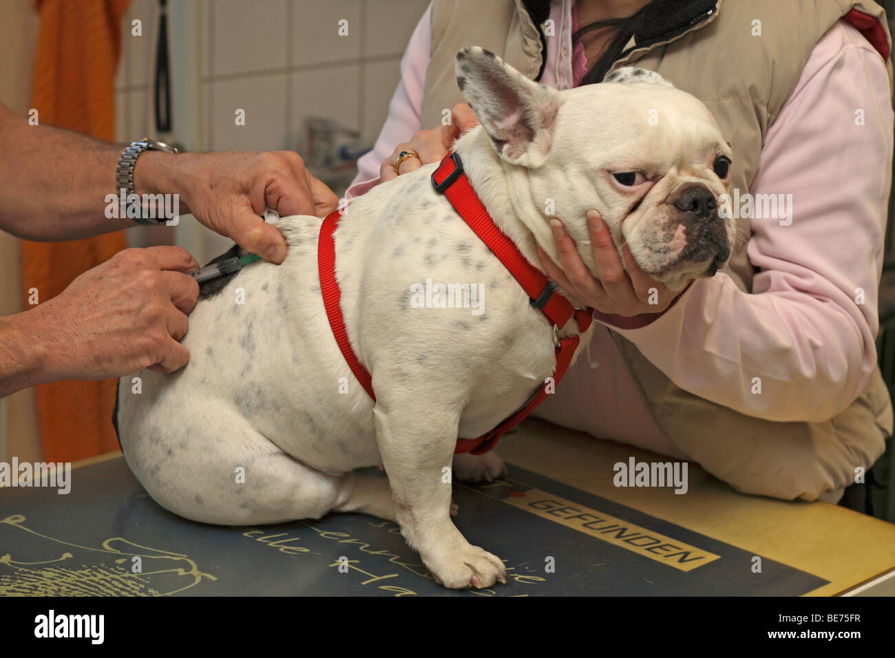 Französische Bulldogge in der Tierarzt immer eine Spritze Stockfoto