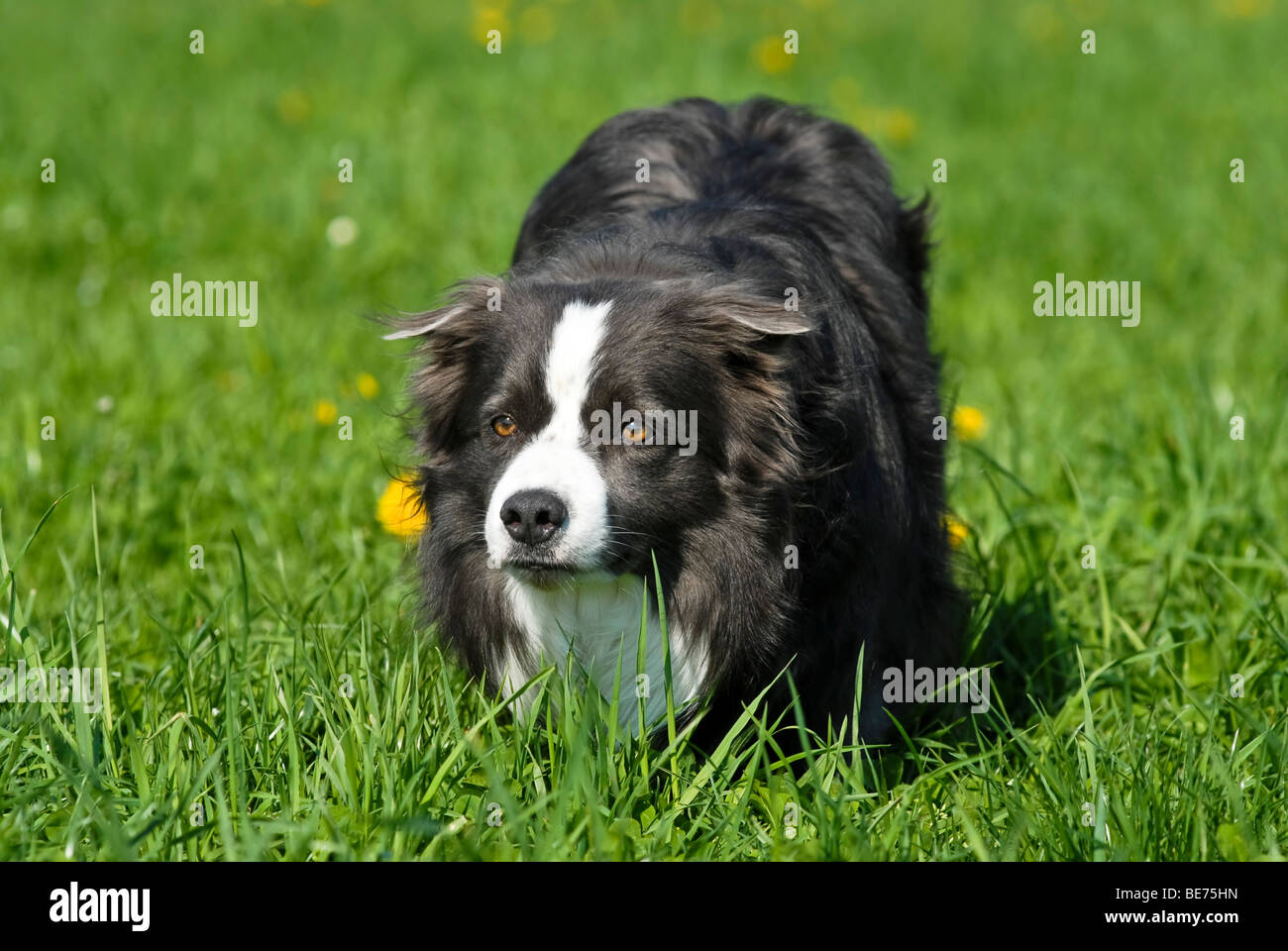 Border Collie, Hüten, intensiver Blick oder 'Auge' Stockfoto