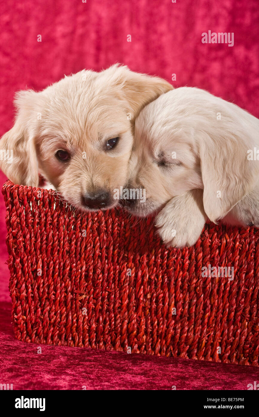 Zwei Golden Retriever Welpen sitzen in einem Weidenkorb Stockfoto