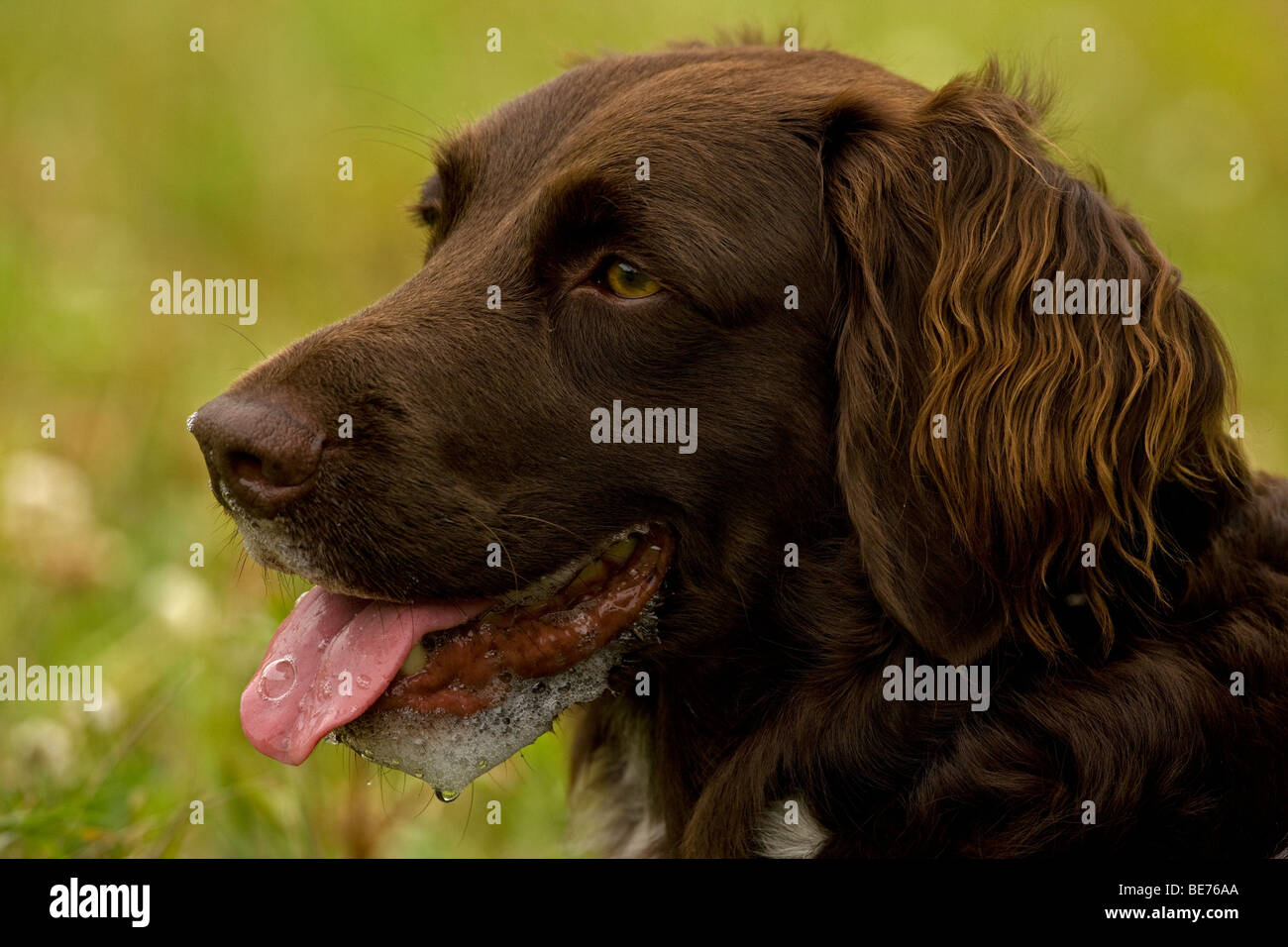 Hund - Small Munsterlander (Kleiner Munsterlander) Breed - Schaum um Mund von einer Kröte Maul - Portrait - Wisconsin - USA Stockfoto