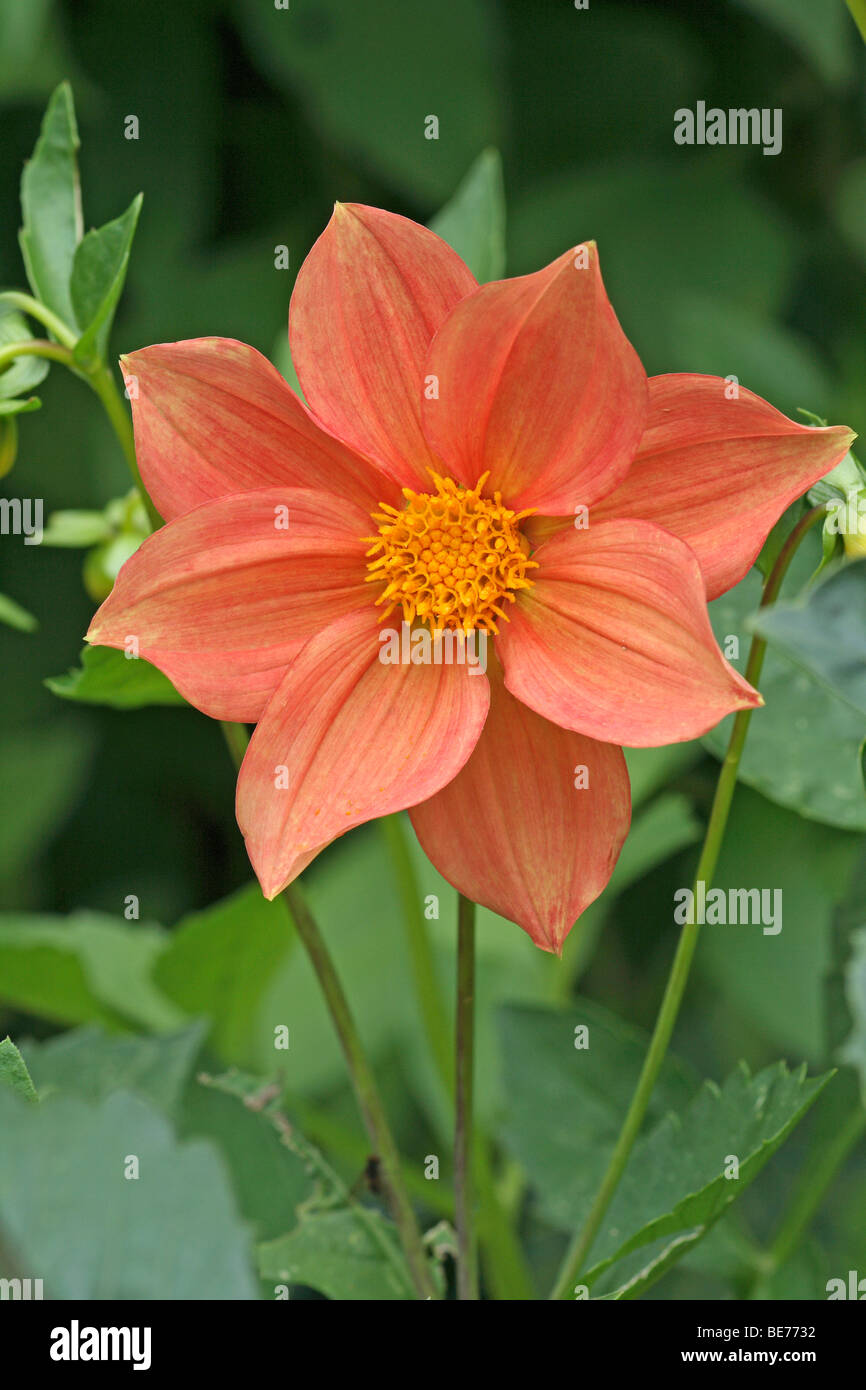 Dahlie (Dahlia) Stockfoto