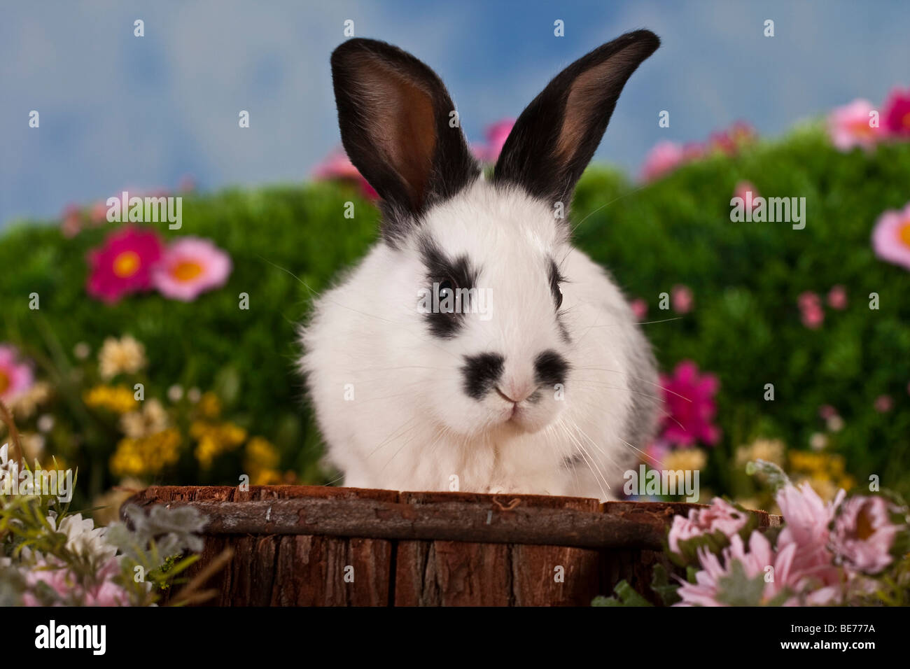Schwarz-weiß-Kaninchen, umgeben von Blumen, auf einem Hocker sitzend gesichtet Stockfoto