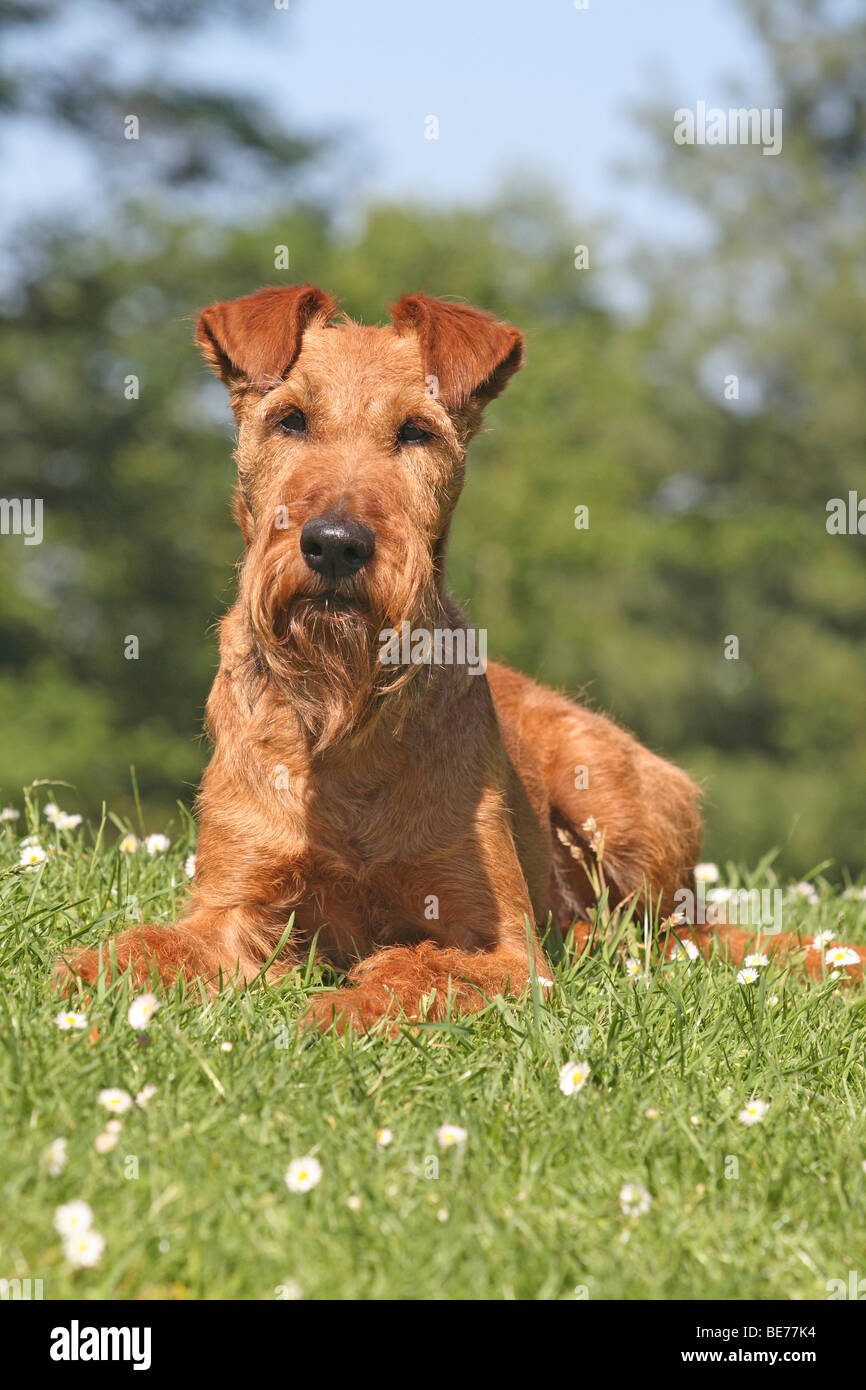 Irish Terrier liegend auf einer Wiese Stockfoto