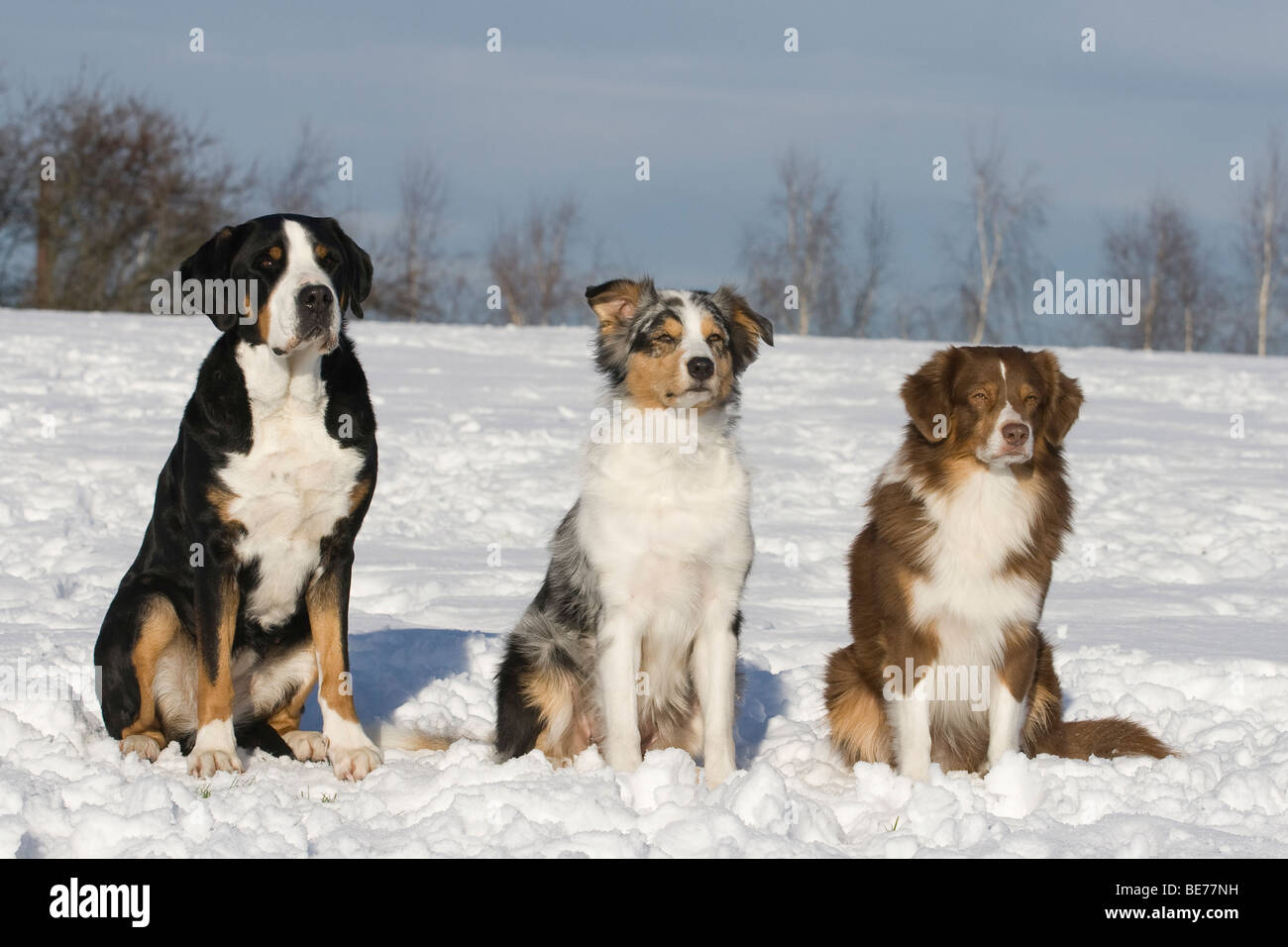 Grã¶ãÿerer Schweizer Sennenhund Stockfotos und -bilder Kaufen - Alamy
