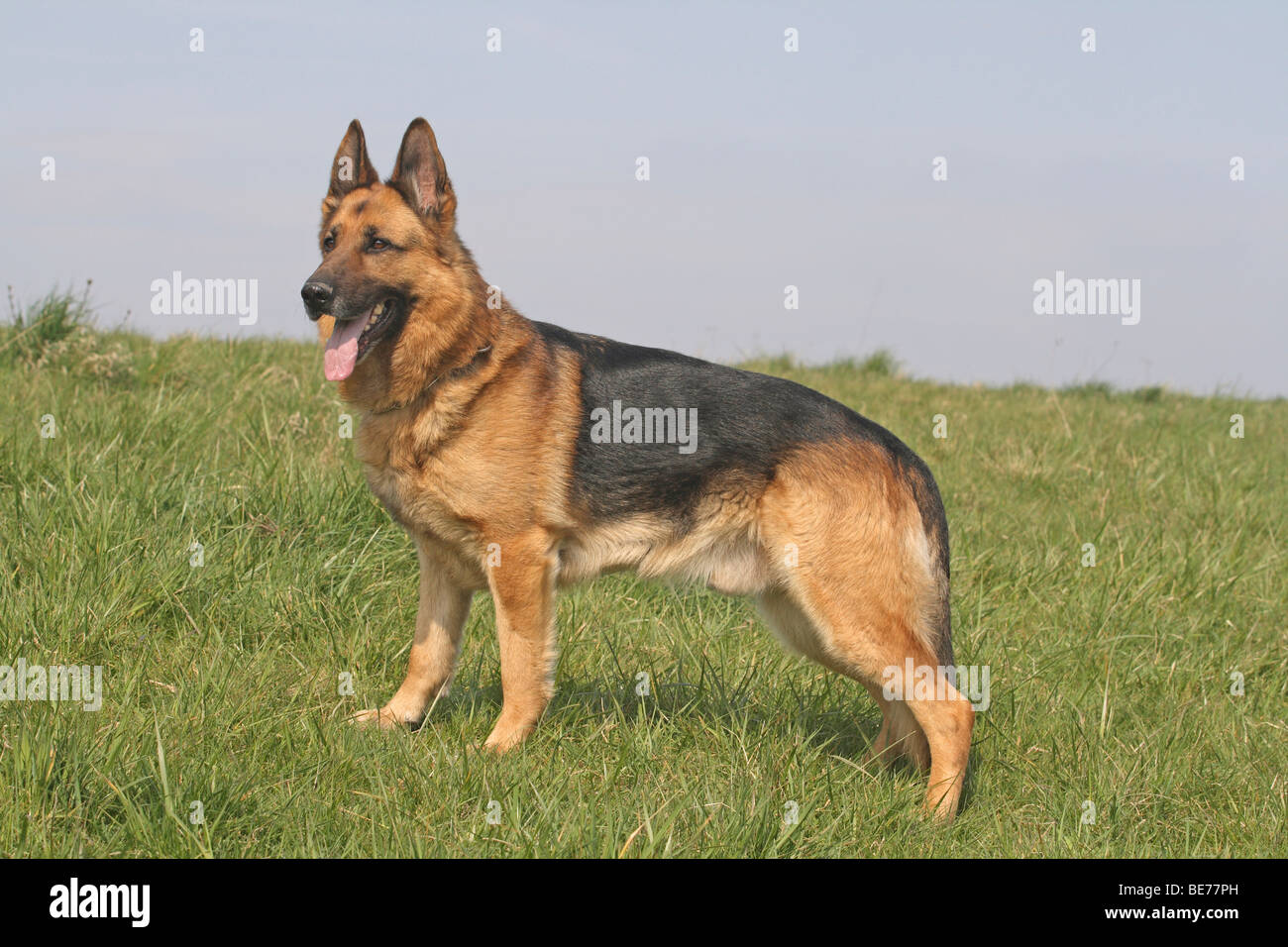 Deutscher Schäferhund, Männlich, 6 Jahre, stehend auf einer Wiese, seitlich Stockfoto