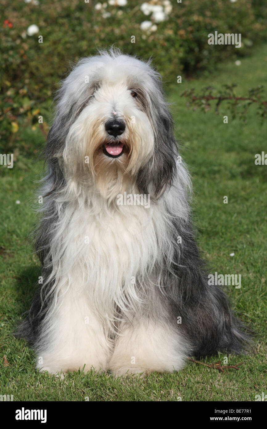 Bearded Collie, 4 Jahre alt, sitzt auf einer Wiese Stockfoto