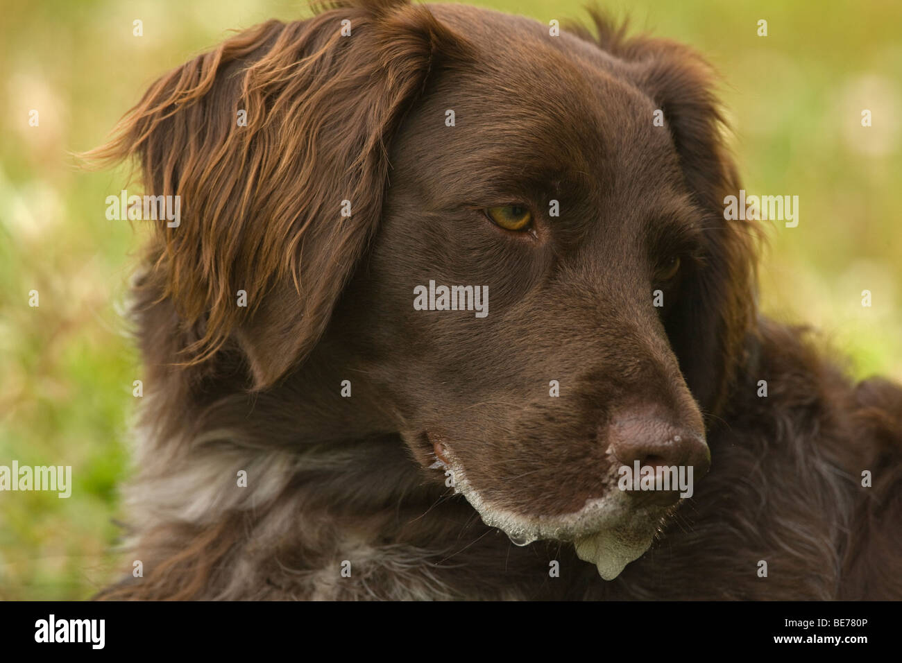 Hund - Small Munsterlander (Kleiner Munsterlander) Breed - Schaum um Mund von einer Kröte Maul - Portrait - Wisconsin - USA Stockfoto