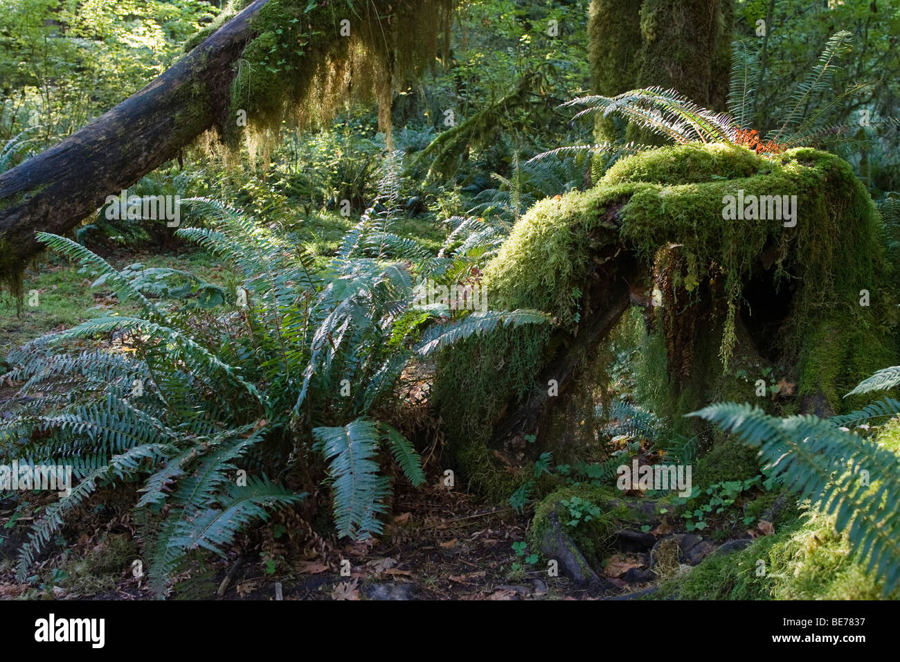 Hoh Regenwald, Olympic Nationalpark, Washington, USA Stockfoto