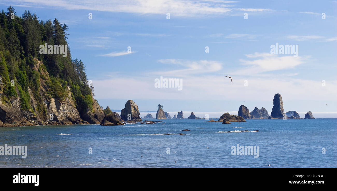Zinnen an der Küste in La Push, Olympic Nationalpark, Washington, USA Stockfoto
