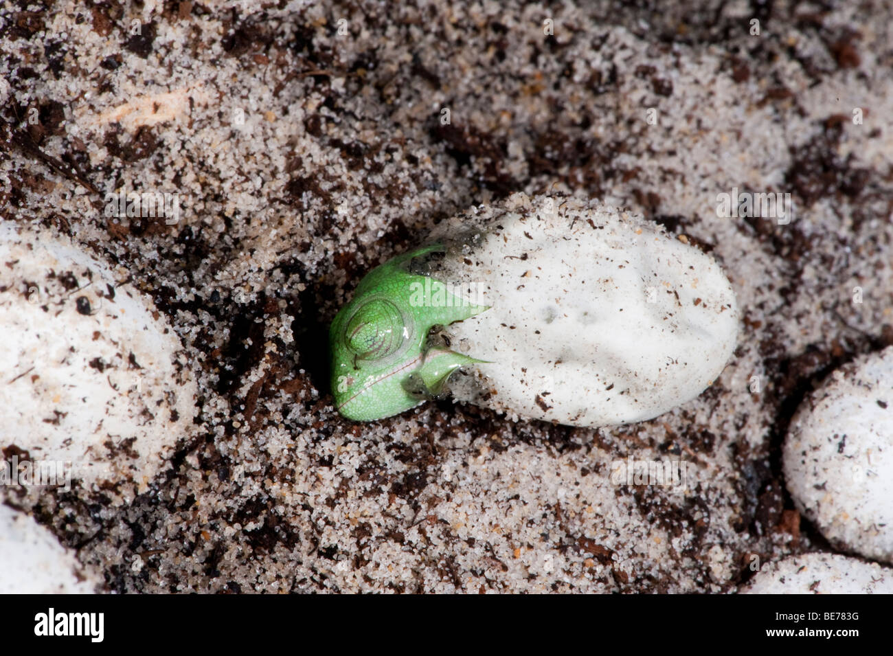 Ein Chamäleon verschleiert ruht, während aus seinem Ei schlüpfen Stockfoto