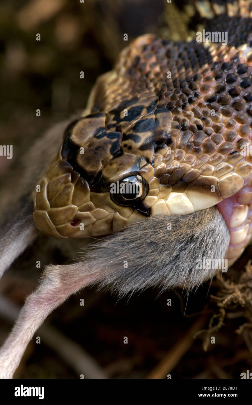 Pacific Gopher Snake Essen Maus (Pituophis Catenifer Catenifer) - Oregon - USA Stockfoto