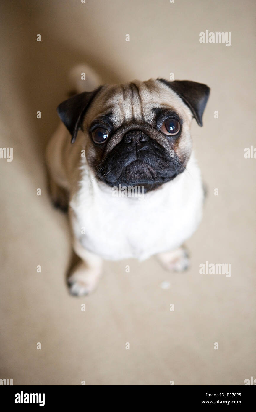 Junger Mops von oben gesehen Stockfoto