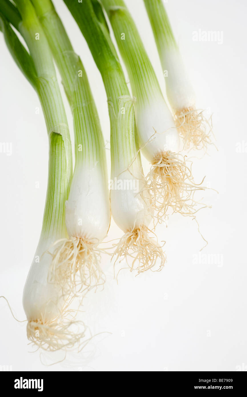Frühlingszwiebeln, Frühlingszwiebeln (Allium Fistulosum) Stockfoto