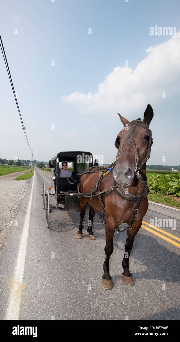 Amische Buggy und Pferd Blick in die Kamera, Lancaster, Pennsylvania Dutch Country, PA, USA, Nordamerika Stockfoto