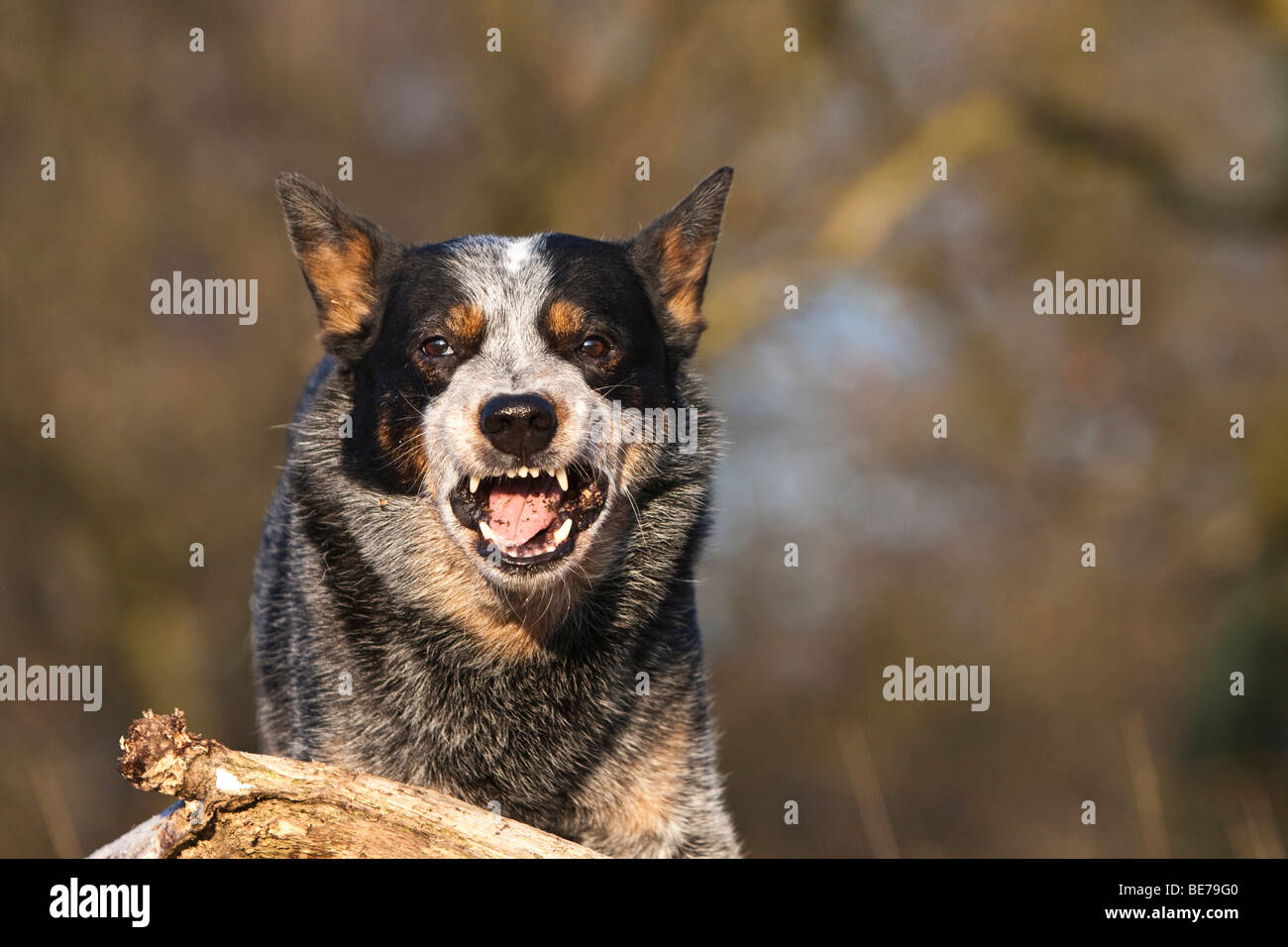 Gefahrlich Aggressiv Wirkenden Australian Cattle Dog Stockfotografie Alamy