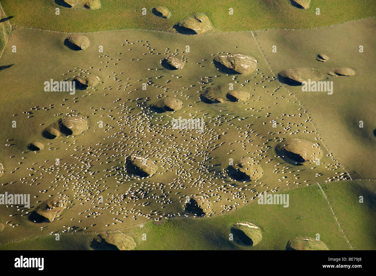 Dolinen und Schafe, Craigmore, Maungati, in der Nähe von Timaru, South Canterbury, Südinsel, Neuseeland - Antenne Stockfoto