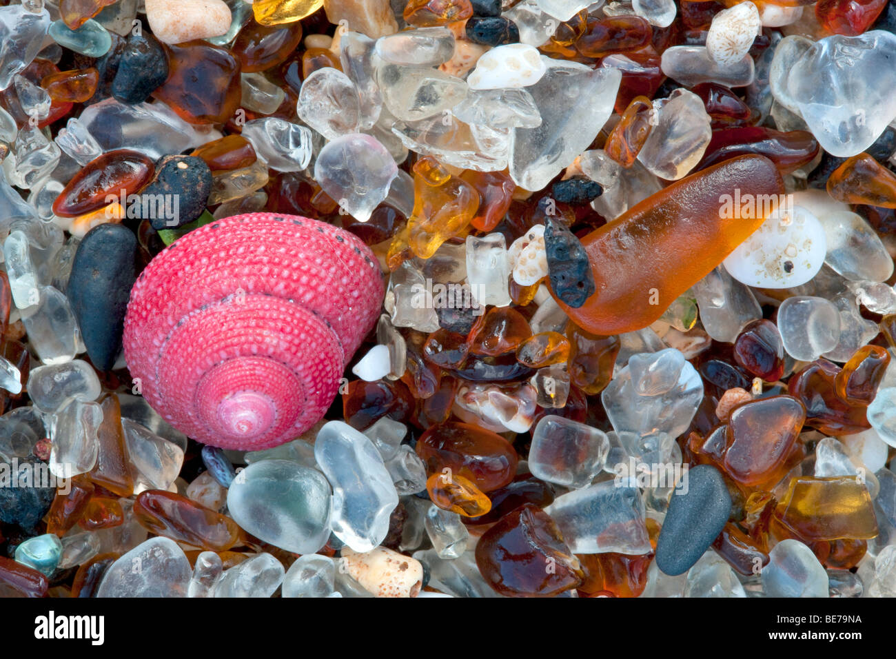 Muschel am Strand von Glas. Kauai, Hawaii. Stockfoto