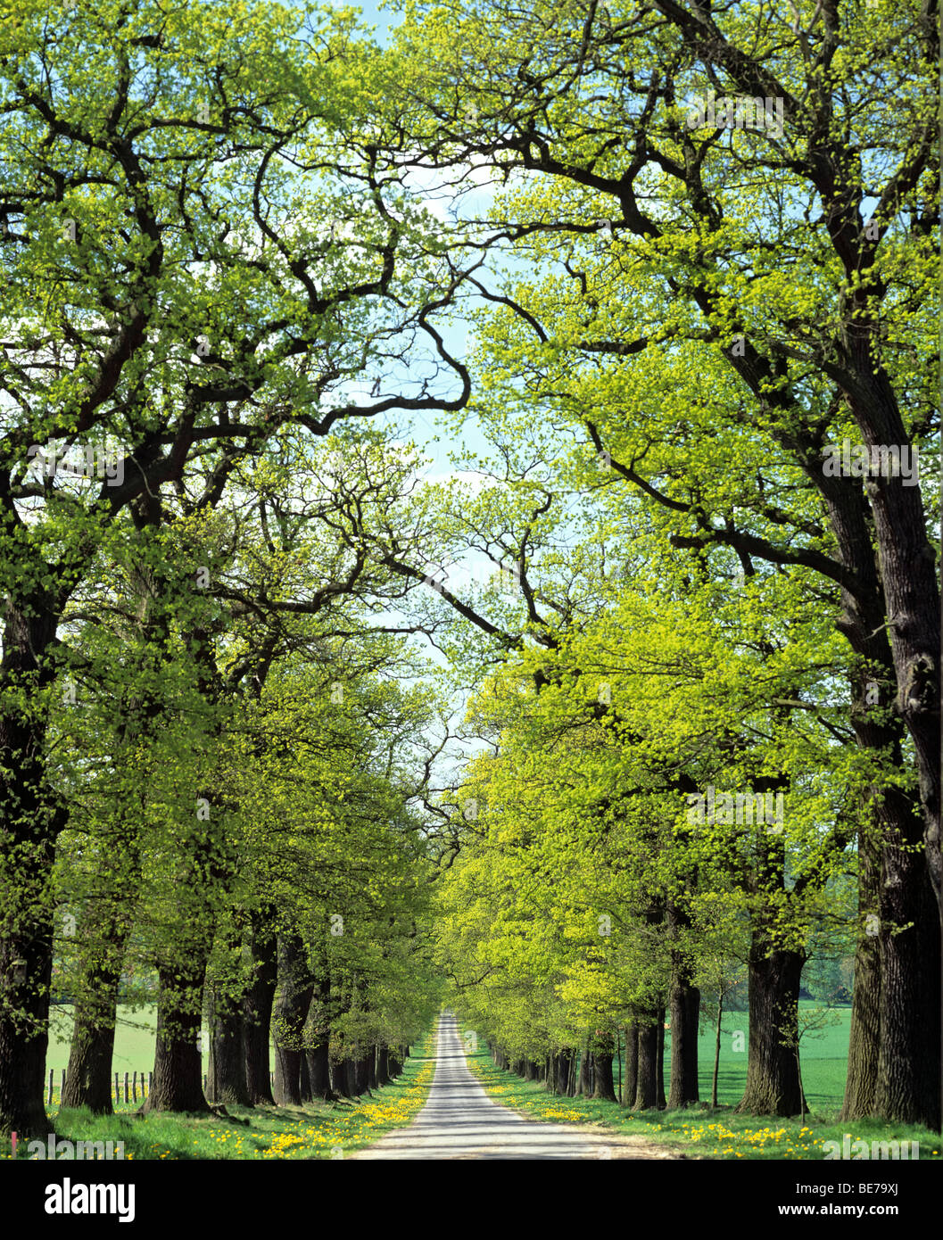 Eichen gesäumten Straße im Frühjahr, Eiche (Quercus), Deutschland, Europa Stockfoto