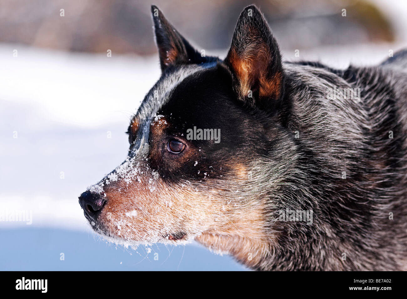 Seite Porträt ein Australian Cattle Dog im winter Stockfoto