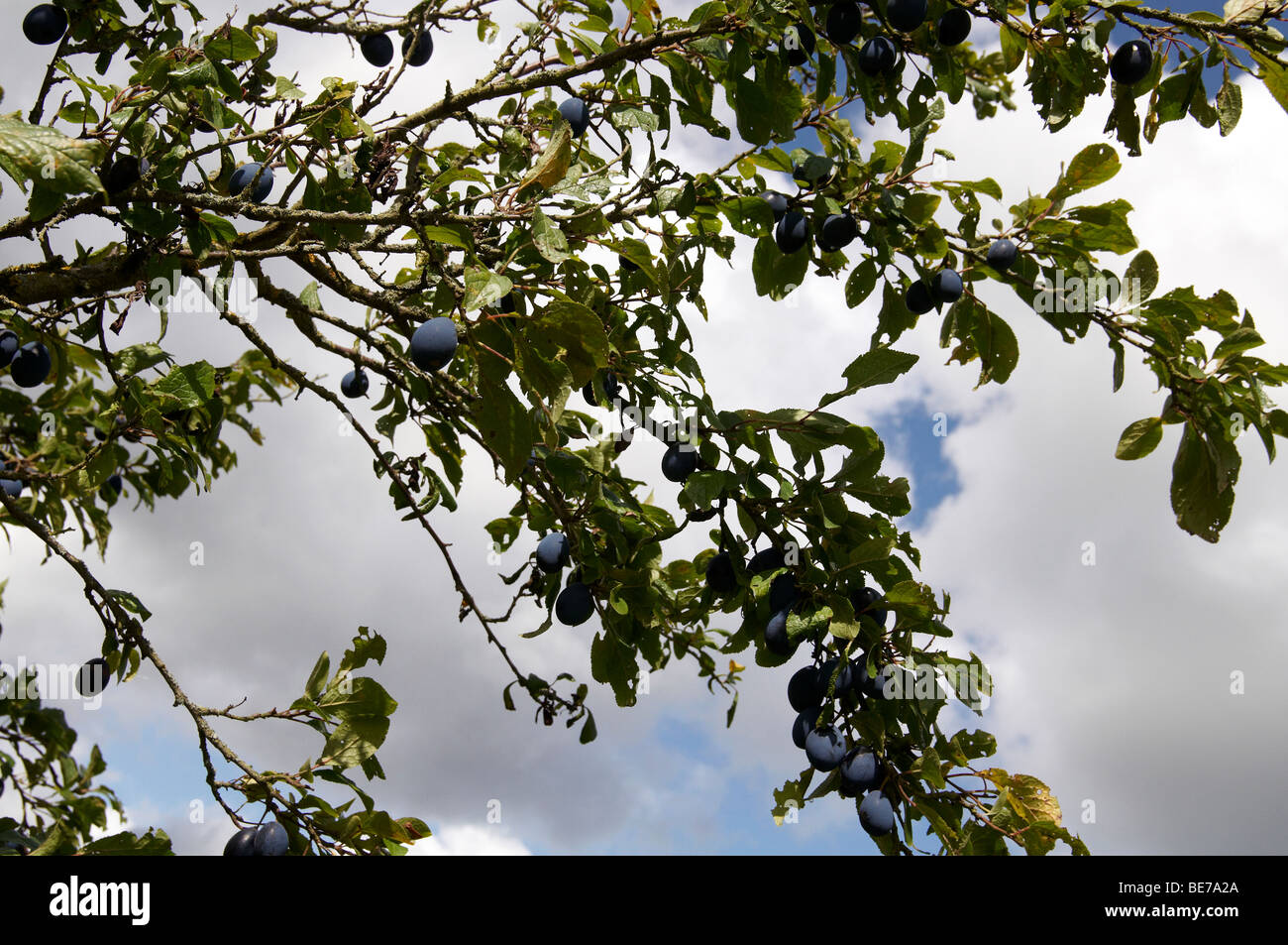 Pflaumenmus-Baum in einem Obstgarten in Herefordshire, England zeigt reife Früchte im August. Stockfoto