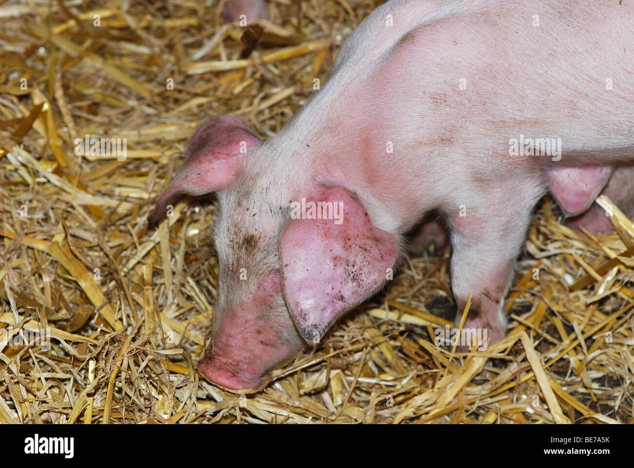 Ferkel und Schweine Stockfoto