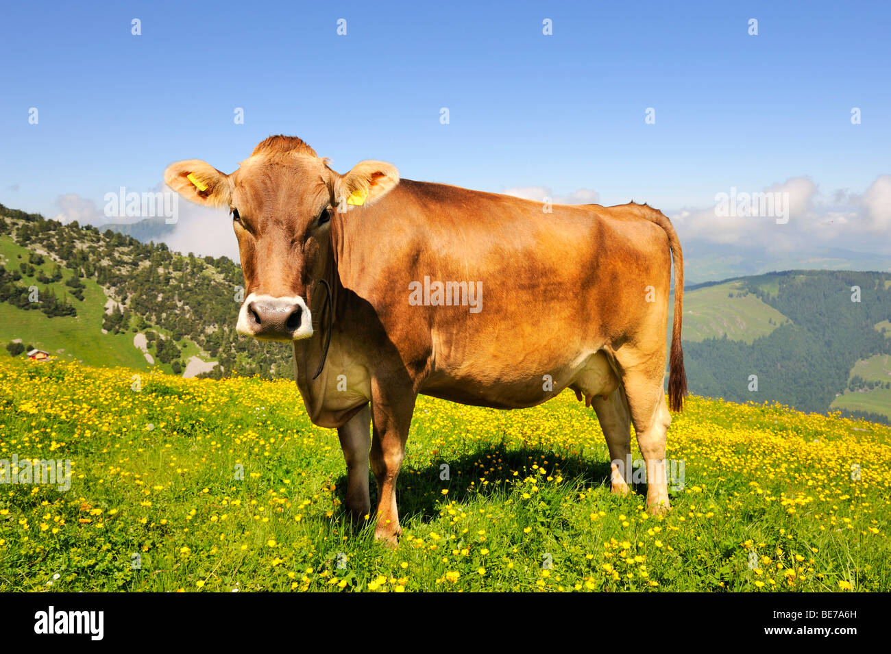 Braunvieh (Bos Taurus) Weiden auf einer Alm, Kanton Appenzell Innerrhoden, Schweiz, Europa Stockfoto