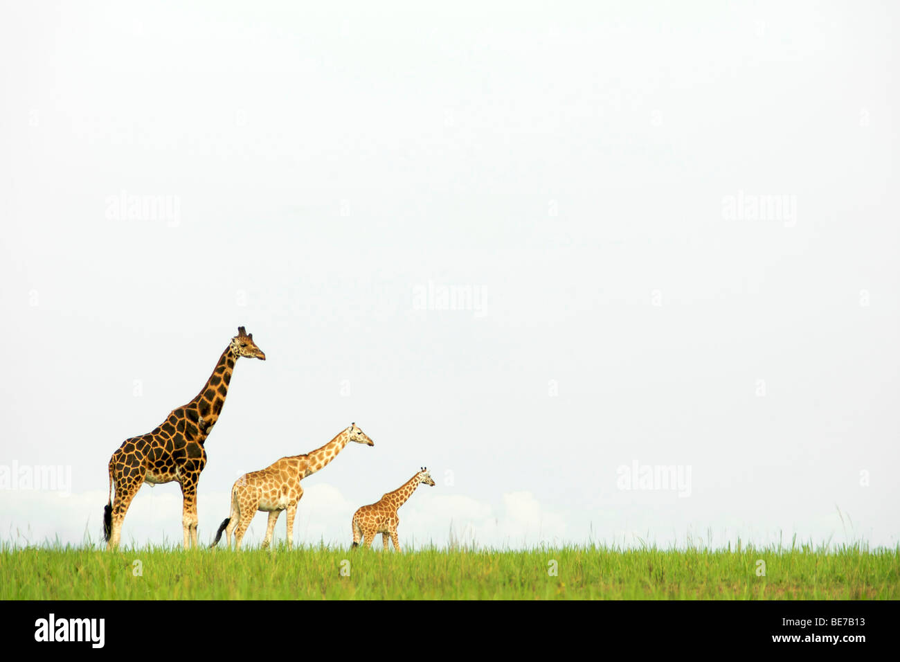 Giraffe im Murchison Falls National Park in Uganda. Stockfoto