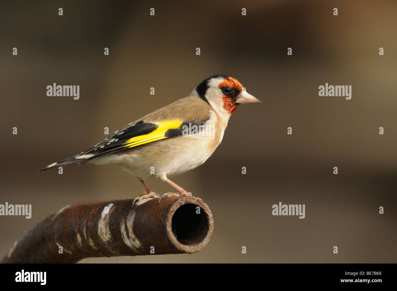 Stieglitz hautnah auf rostigen Metall. Stockfoto