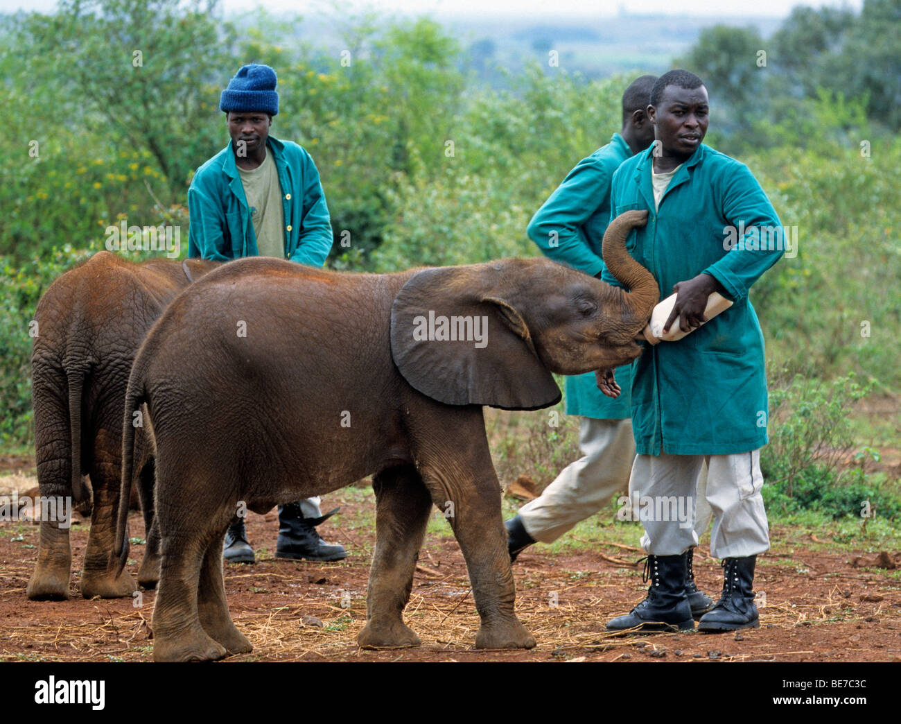 Junger Elefant (Loxodonta Africana) und Pfleger, Sheldricks Elephant Orphanage, ein Waisenhaus für Elefanten, Nairobi Wildpark, Stockfoto