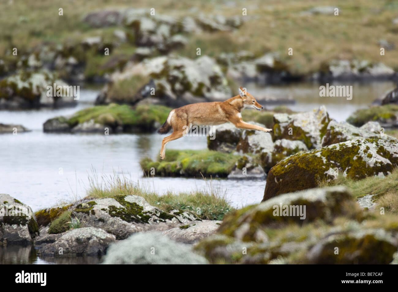 Äthiopischer Wolf (Canis Simensis) springen, Sanetti Plateau, Bale-Mountains-Nationalpark, Äthiopien Stockfoto