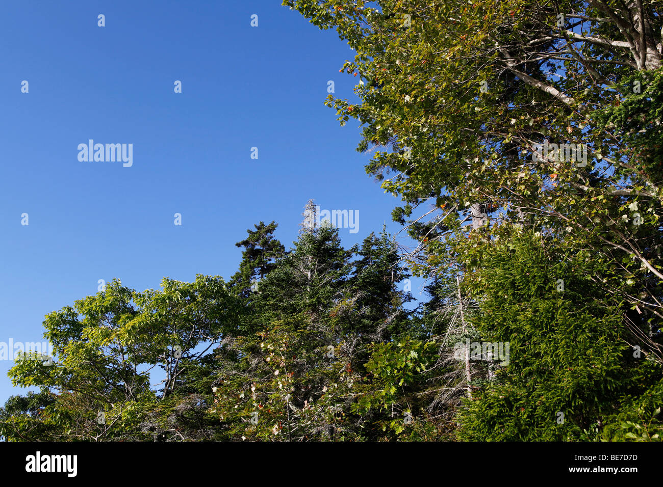 Baumgrenze Mitte Küste, Camden, Maine Stockfoto