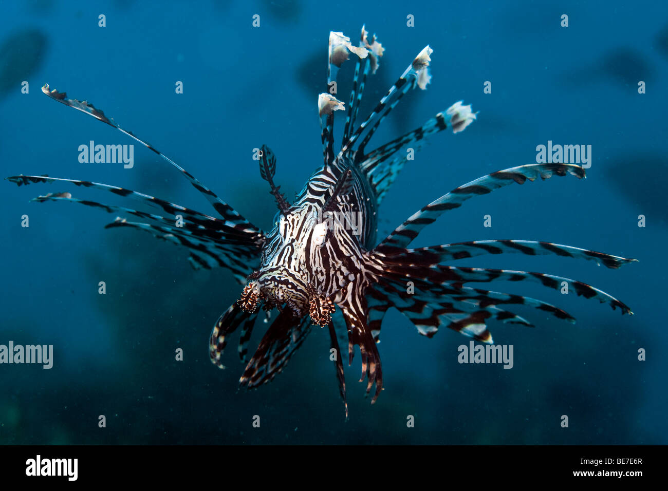 Gemeinsamen Rotfeuerfisch (Pterois Volitans), Indonesien, Südostasien Stockfoto