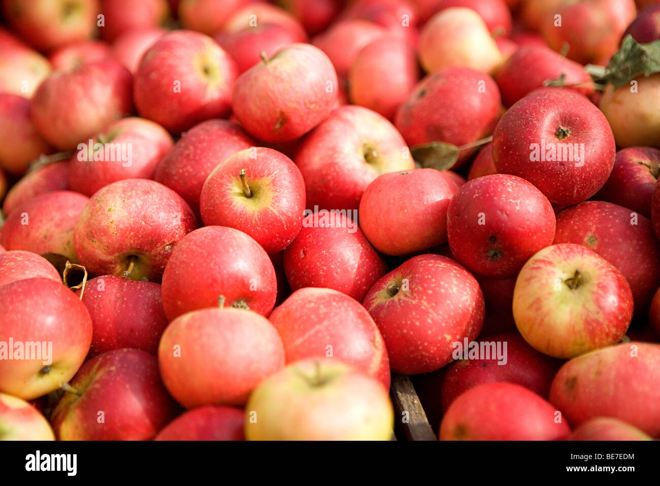 Rote Äpfel Stockfoto