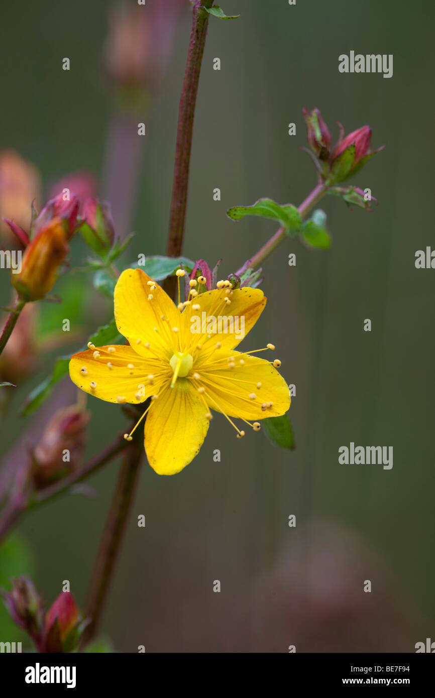 wellig St Johns Würze; Hypericum Triquetrifolium; Klavier-Moor; Cornwall Stockfoto