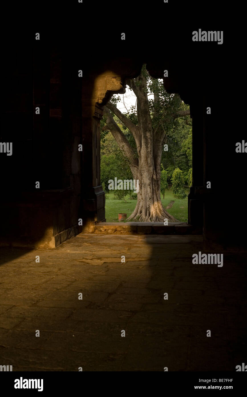 Ein Baum gebadet im frühen Morgenlicht durch einen Bogen eines Grabes in Lodi Gardens, New Delhi, Indien Stockfoto