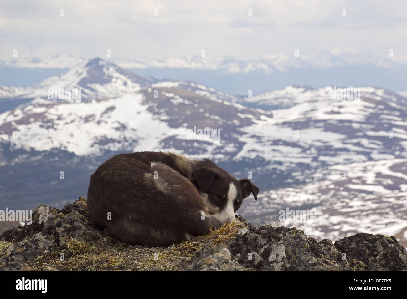 Schlittenhunde, zusammengerollt, Alaskan Husky, Mt. Lorne, Berge, Pacific Coast Ranges hinter, Yukon Territorium, Kanada, Nord A ruht Stockfoto