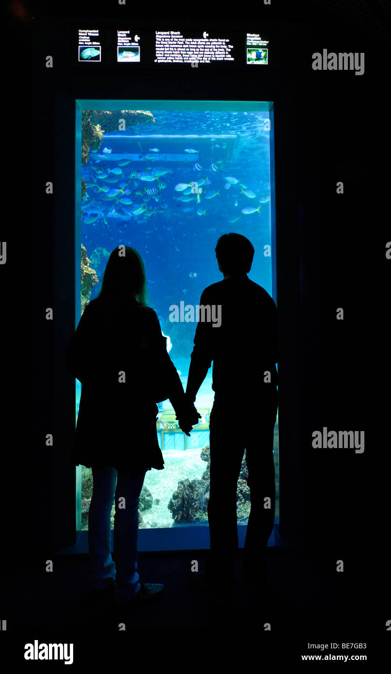 Besucher, Großanzeige Aquarium, Aquarium von Sydney, Sydney, New South Wales, Australien Stockfoto