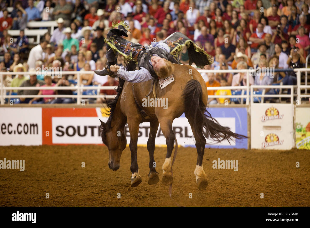 Rodeo Cowboy ohne Sattel reiten beim Mesquite Championship Rodeo, Mesquite, Texas, USA Stockfoto