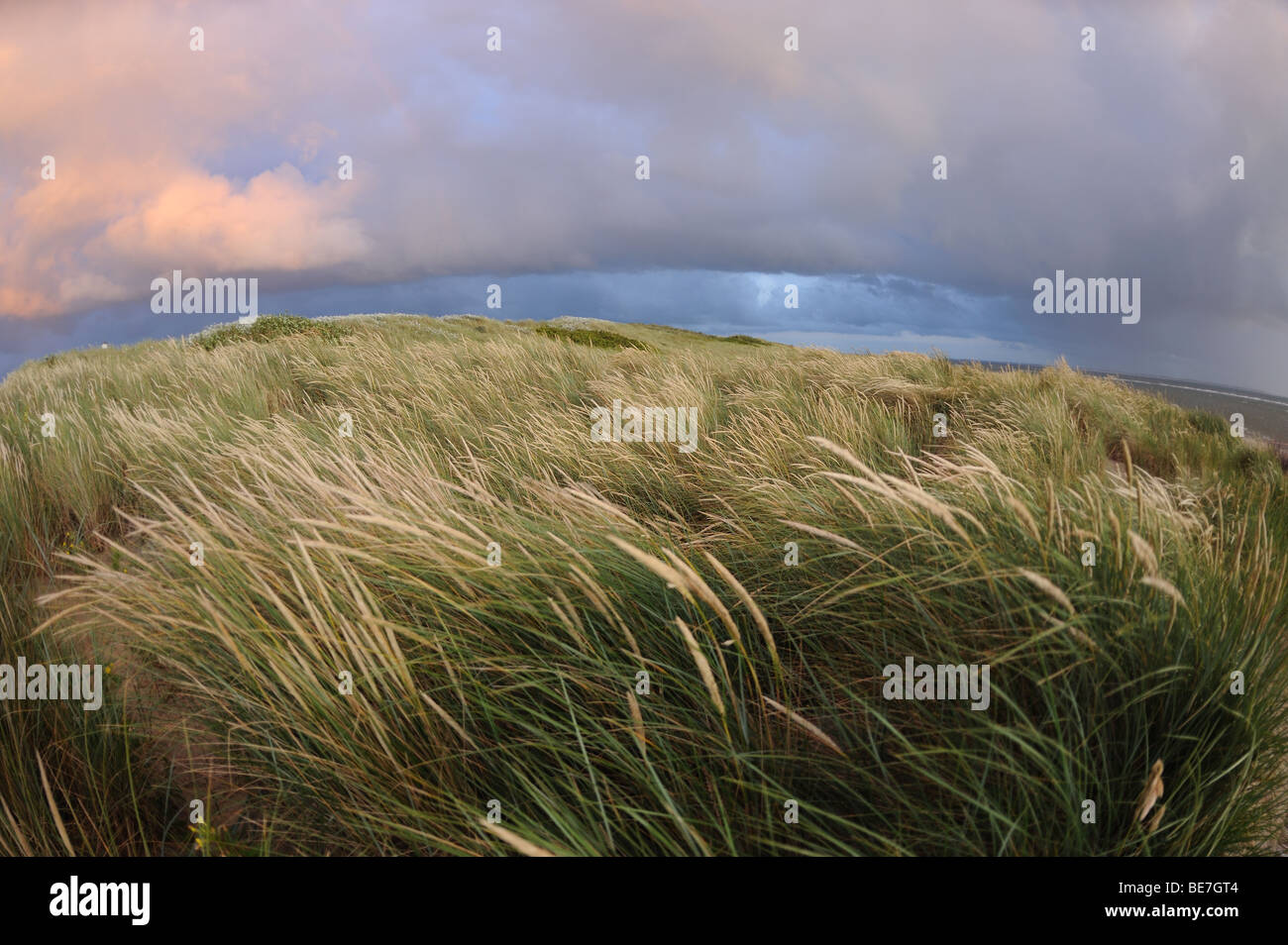 Dünen auf einem Norh Meer isand Stockfoto