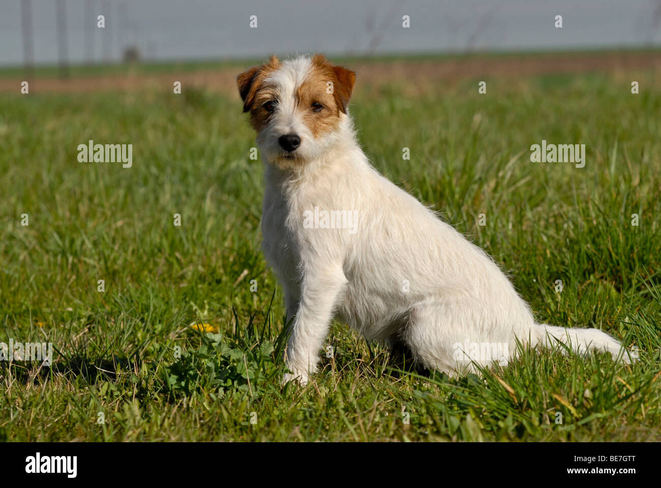 Parson Jack Russell Terrier, sitzend, voll gewachsen Stockfoto