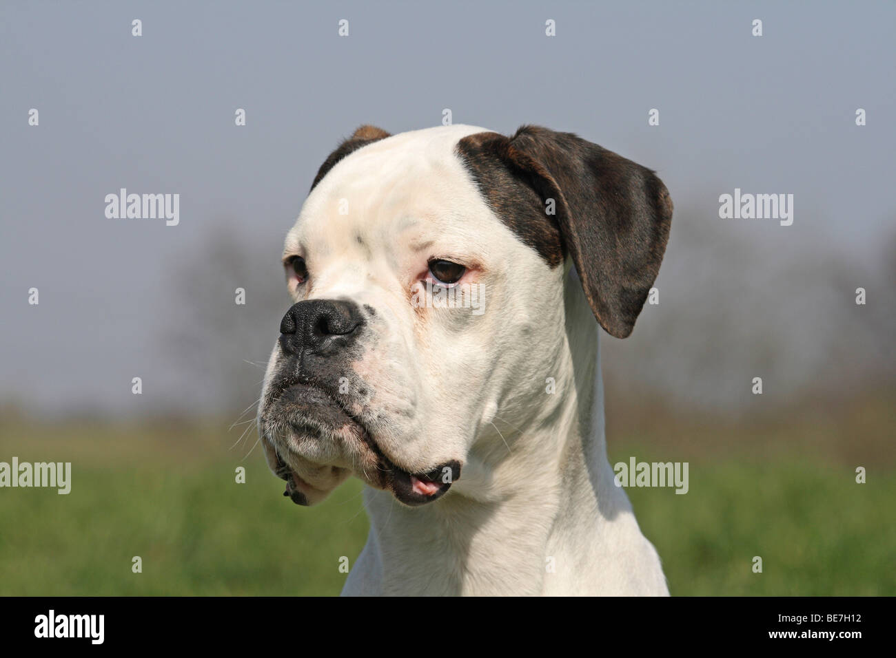 Deutscher Boxer, 8 Monate, portrait Stockfoto