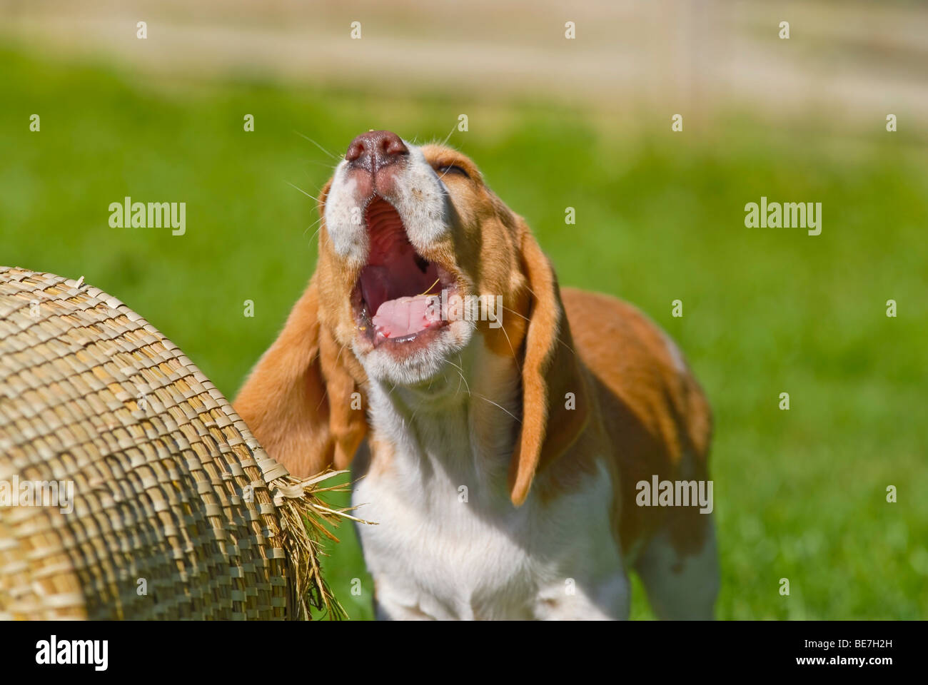 Beagle Welpe gähnt Stockfoto