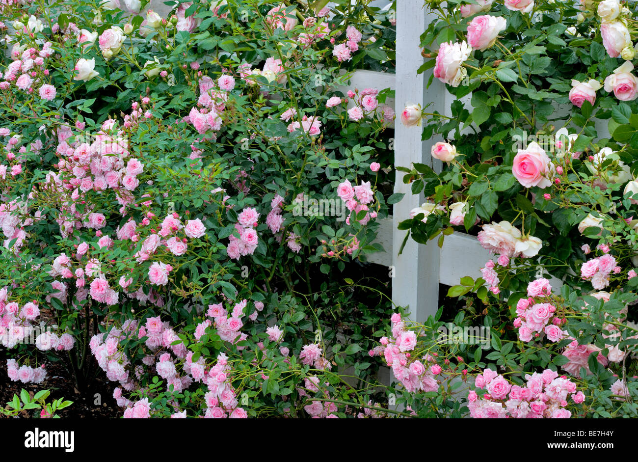 Tropical Twist Miniatur Rose und größeren Eden Rose am Zaun am Erbstück Gardens, St. Paul, Oregeon Stockfoto
