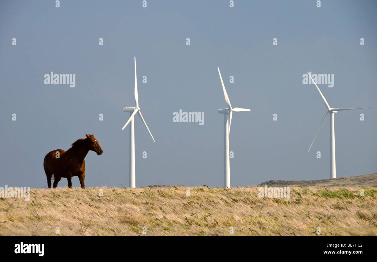 Pferd in einem Feld mit Windrädern in hawaii Stockfoto