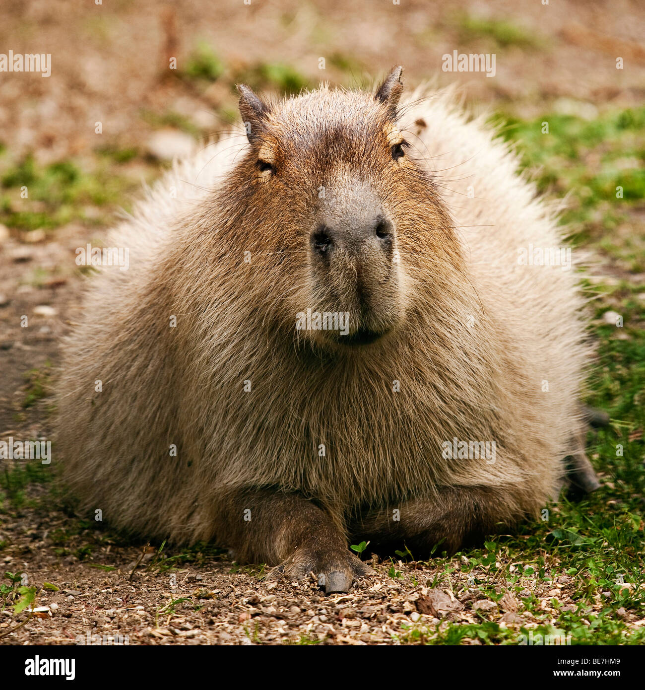 Capybara oder Wasser Schwein (Hydrochoerus Hydrochaeris Stockfoto, Bild